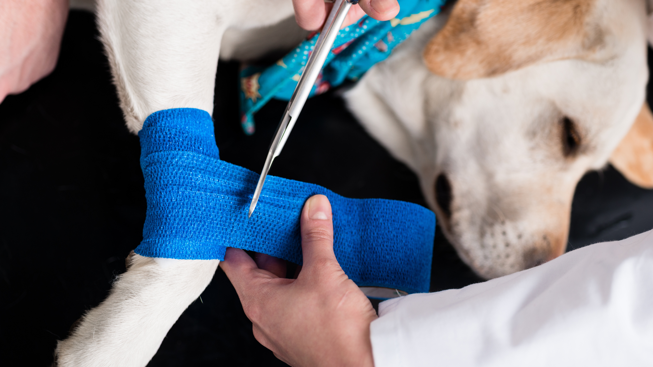 Pet Family Resources Pet Family Animal Clinic