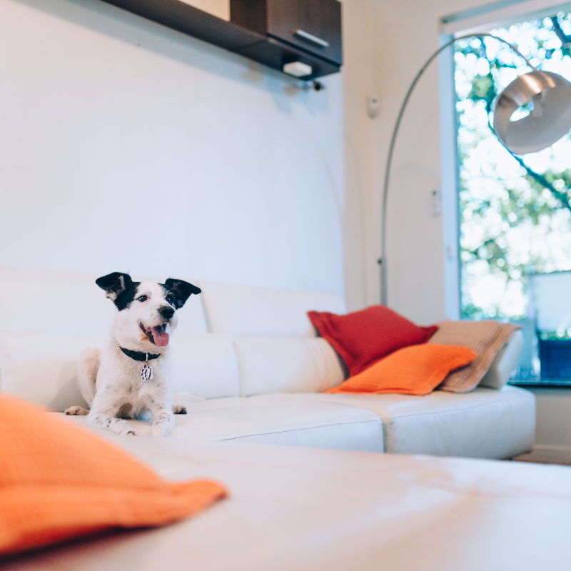 Home Vet Visit Pet Family Animal Clinic and Grooming Center